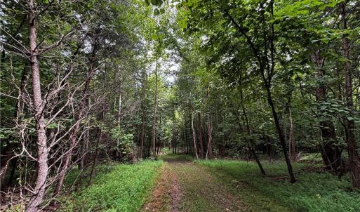 Photo #46 of 64.88 Ac Purcell, Reidsville, NC 64.9 acres
