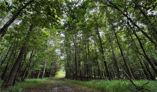 Photo #47 of 64.88 Ac Purcell, Reidsville, NC 64.9 acres