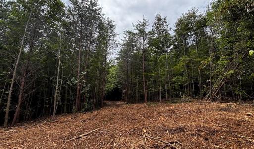 Photo #44 of 64.88 Ac Purcell, Reidsville, NC 64.9 acres