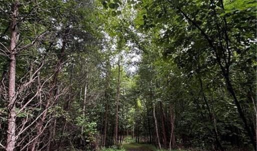 Photo #46 of 64.88 Ac Purcell, Reidsville, NC 64.9 acres