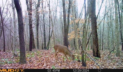 Photo #41 of 64.88 Ac Purcell, Reidsville, NC 64.9 acres