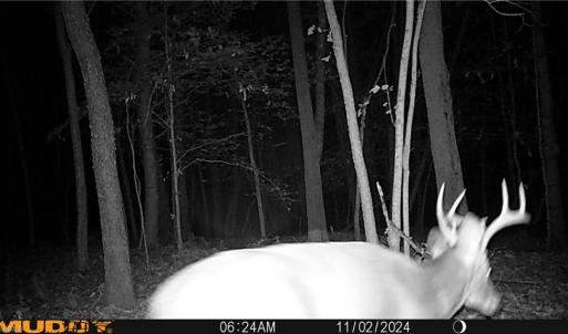 Photo #40 of 64.88 Ac Purcell, Reidsville, NC 64.9 acres