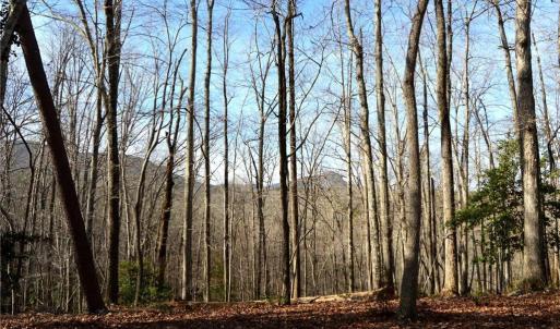 Photo #17 of 90 acres west tract - NC Highway 89, Danbury, NC 90.0 acres