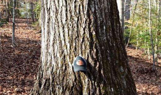 Photo #14 of 90 acres west tract - NC Highway 89, Danbury, NC 90.0 acres