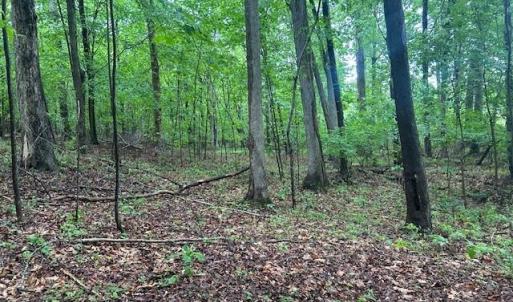 Photo #13 of 7111 Faucette Farms, Browns Summit, NC 16.0 acres