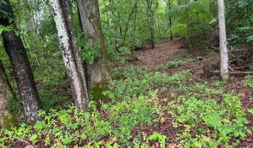 Photo #11 of 7111 Faucette Farms, Browns Summit, NC 16.0 acres