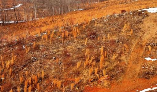 Photo #6 of Lot 10 Skeens Mill, Trinity, NC 8.3 acres