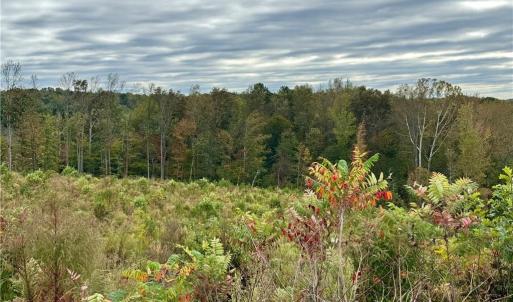 Photo #12 of Lot 10 Skeens Mill, Trinity, NC 8.3 acres