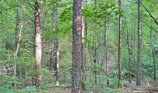 Photo #6 of 7612 Ridge, Tobaccoville, NC 6.7 acres