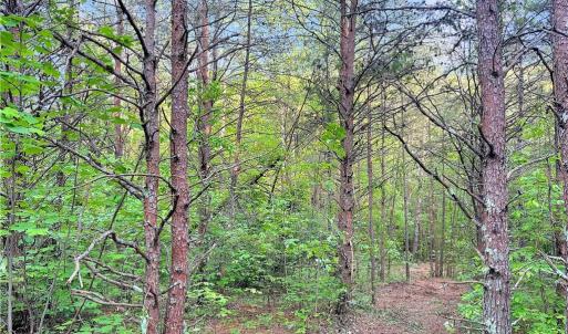 Photo #12 of 7612 Ridge, Tobaccoville, NC 6.7 acres