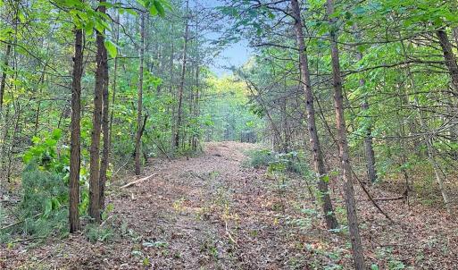 Photo #20 of 7612 Ridge, Tobaccoville, NC 6.7 acres