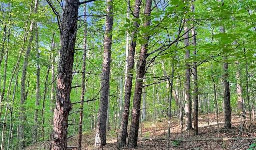 Photo #10 of 7612 Ridge, Tobaccoville, NC 6.7 acres