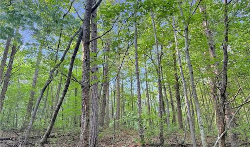 Photo #11 of 7612 Ridge, Tobaccoville, NC 6.7 acres