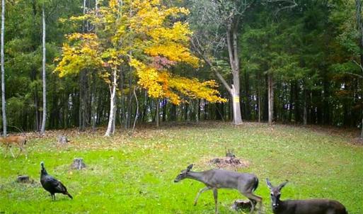 Photo #46 of Thayer, Trinity, NC 17.6 acres