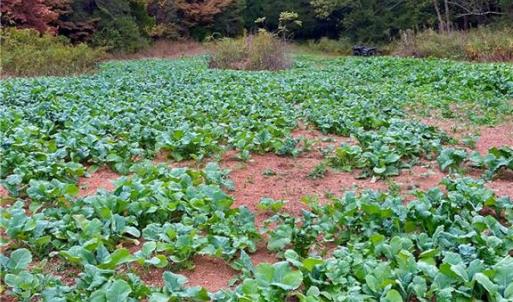 Photo #47 of Thayer, Trinity, NC 17.6 acres