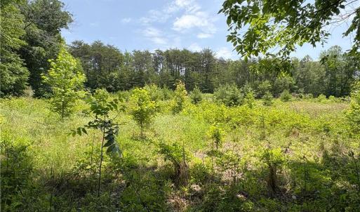 Photo #3 of 357 Pearman, Summerfield, NC 11.5 acres
