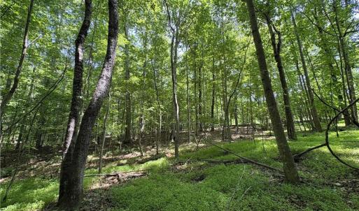 Photo #25 of 357 Pearman, Summerfield, NC 11.5 acres