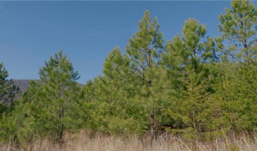 Photo #12 of 337 Goat House, Lambsburg, VA 210.0 acres