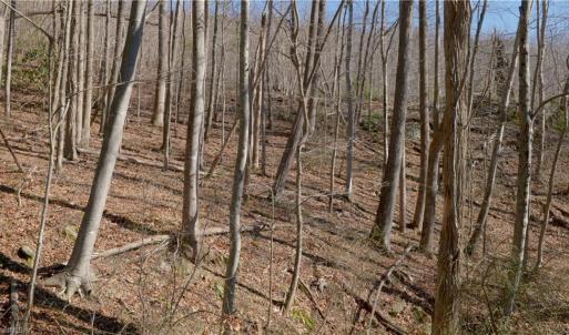 Photo #32 of 337 Goat House, Lambsburg, VA 210.0 acres