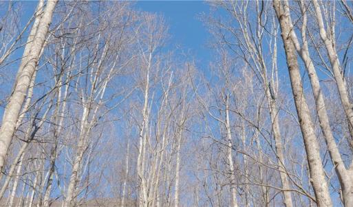 Photo #29 of 337 Goat House, Lambsburg, VA 210.0 acres