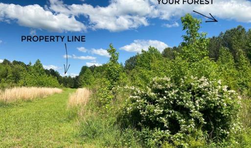 Photo #31 of Hoover Hill, Trinity, NC 32.9 acres