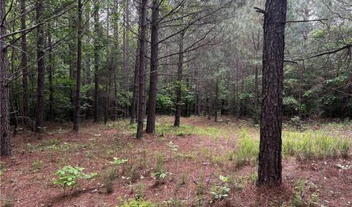 Photo #7 of MARSHALL RIDGE, Pinnacle, NC 99.0 acres
