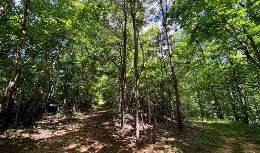 Photo #16 of Bear Trail, Cana, VA 11.0 acres