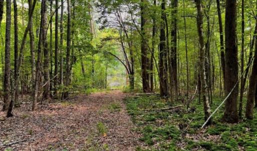 Photo #11 of 6638 Holts Store, Julian, NC 52.6 acres