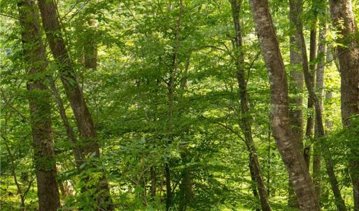 Photo #27 of Joyce Woodworks, Sandy Ridge, NC 23.1 acres