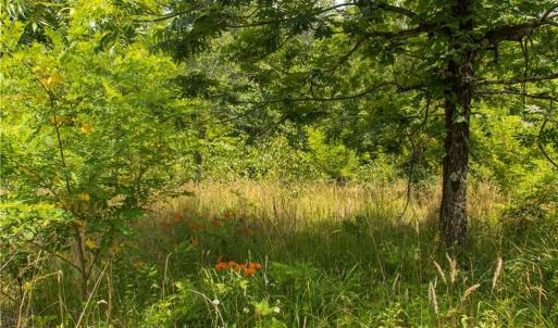 Photo #6 of Joyce Woodworks, Sandy Ridge, NC 23.1 acres