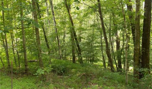 Photo #26 of Joyce Woodworks, Sandy Ridge, NC 23.1 acres