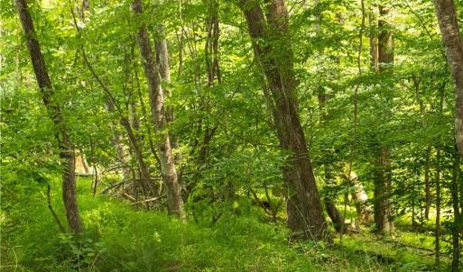 Photo #22 of Joyce Woodworks, Sandy Ridge, NC 23.1 acres