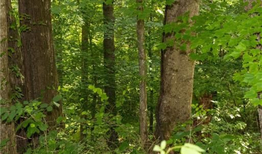Photo #28 of Joyce Woodworks, Sandy Ridge, NC 23.1 acres