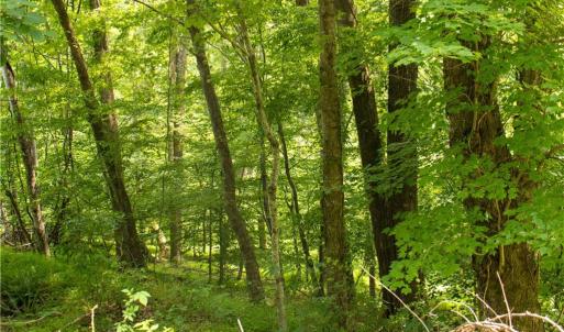 Photo #20 of Joyce Woodworks, Sandy Ridge, NC 23.1 acres
