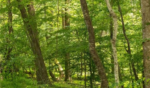 Photo #24 of Joyce Woodworks, Sandy Ridge, NC 23.1 acres