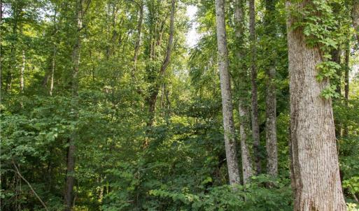 Photo #14 of Joyce Woodworks, Sandy Ridge, NC 23.1 acres