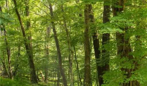 Photo #19 of Joyce Woodworks, Sandy Ridge, NC 23.1 acres