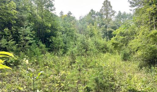 Photo #23 of 3.9Ac Pell, Westfield, NC 4.0 acres