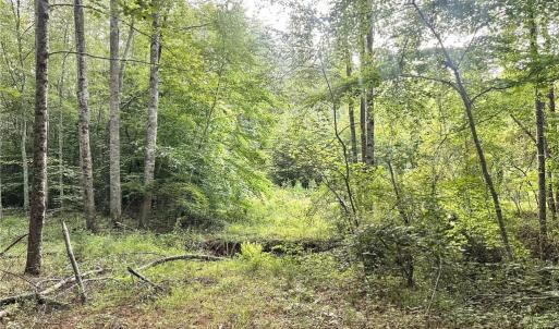 Photo #26 of 3.9Ac Pell, Westfield, NC 4.0 acres