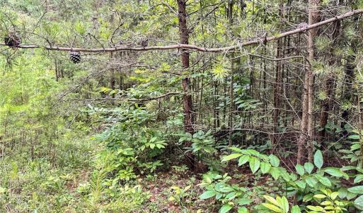 Photo #22 of 3.9Ac Pell, Westfield, NC 4.0 acres