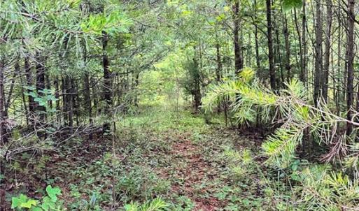 Photo #20 of 3.9Ac Pell, Westfield, NC 4.0 acres
