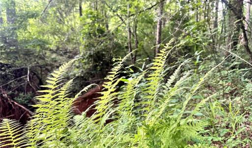 Photo #34 of 3.9Ac Pell, Westfield, NC 4.0 acres