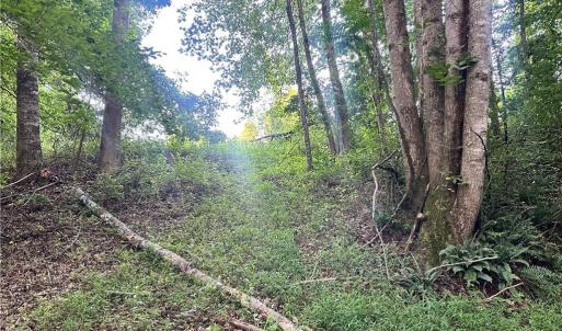 Photo #33 of 3.9Ac Pell, Westfield, NC 4.0 acres