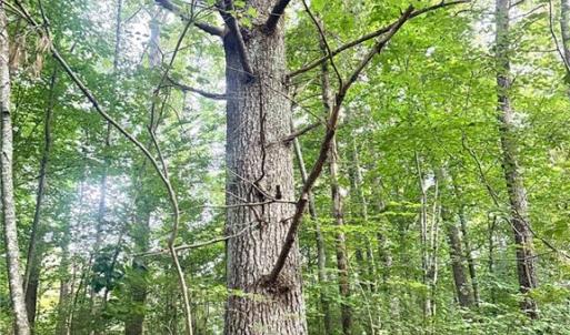 Photo #18 of 3.9Ac Pell, Westfield, NC 4.0 acres