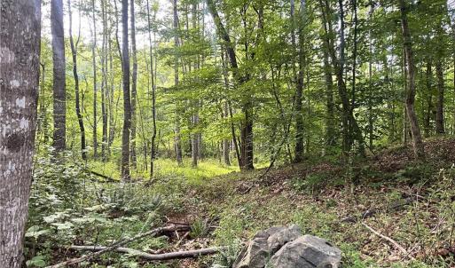 Photo #31 of 3.9Ac Pell, Westfield, NC 4.0 acres