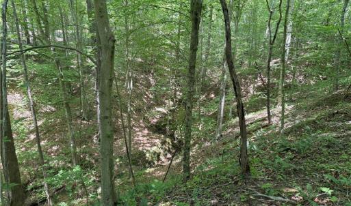 Photo #32 of 268 Town Creek, Eden, NC 80.0 acres