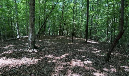 Photo #19 of 268 Town Creek, Eden, NC 80.0 acres