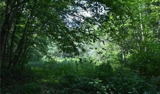 Photo #13 of 1075 Cook Ridge, Germanton, NC 43.2 acres