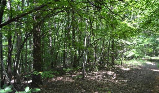 Photo #17 of 1075 Cook Ridge, Germanton, NC 43.2 acres