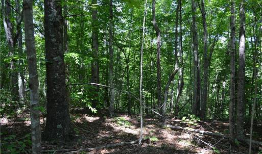 Photo #16 of 1075 Cook Ridge, Germanton, NC 43.2 acres